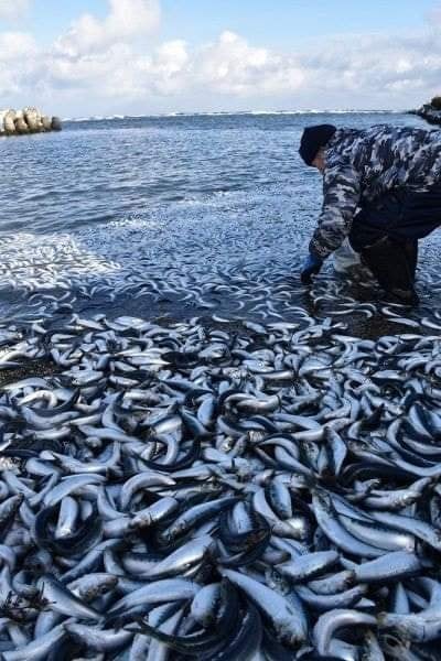 AlertaMundial19's tweet photo. #Japón: Miles de peces muertos aparecen en las costas de Hokkaido..
23/01/2022 https://t.co/c0A8OfPwGW