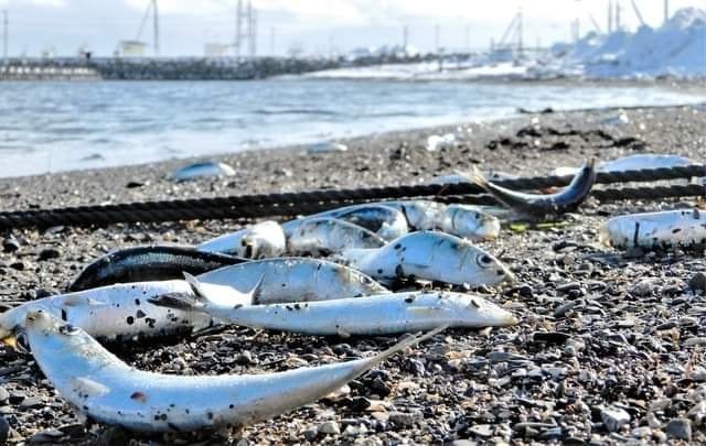 AlertaMundial19's tweet photo. #Japón: Miles de peces muertos aparecen en las costas de Hokkaido..
23/01/2022 https://t.co/c0A8OfPwGW