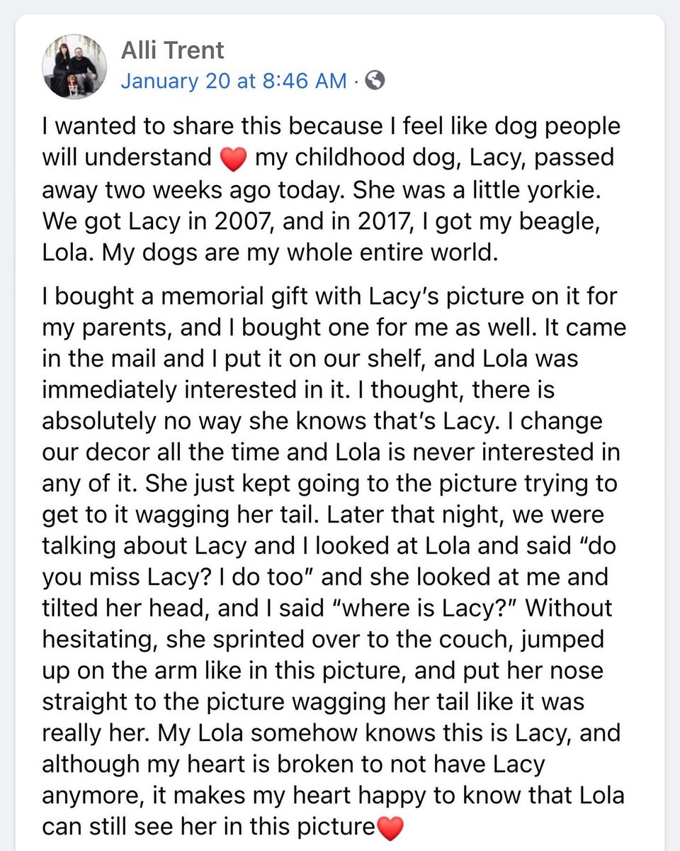 WeRateDogs tweet media