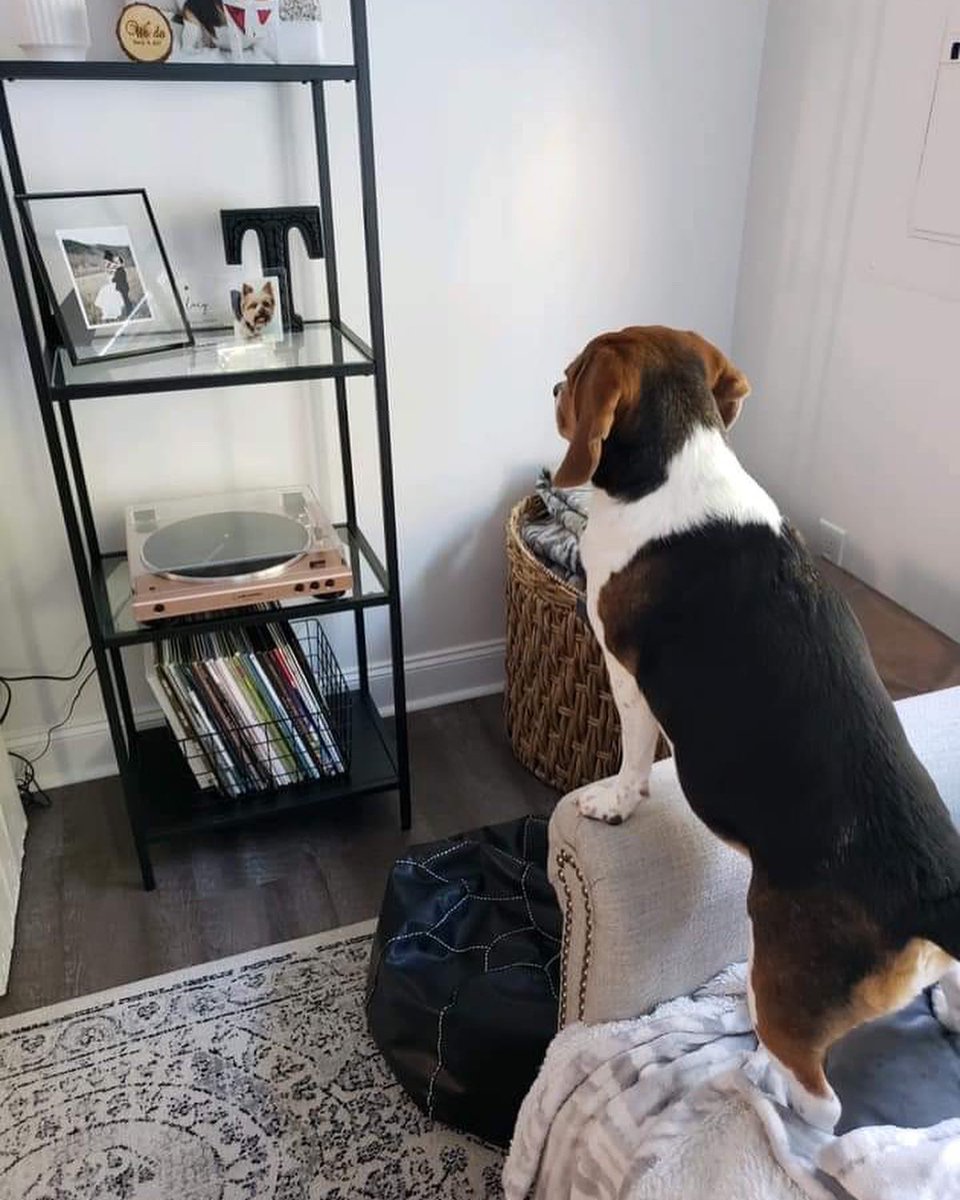 WeRateDogs tweet media