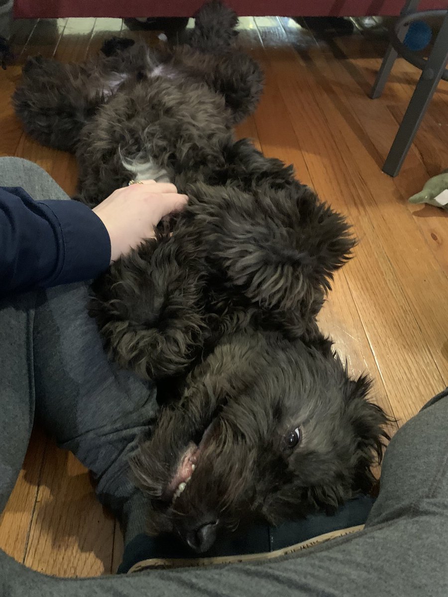 CarinMalley's tweet photo. @mowwyjane Hubble is an excellent cuddler! https://t.co/yUtbsI7uWO