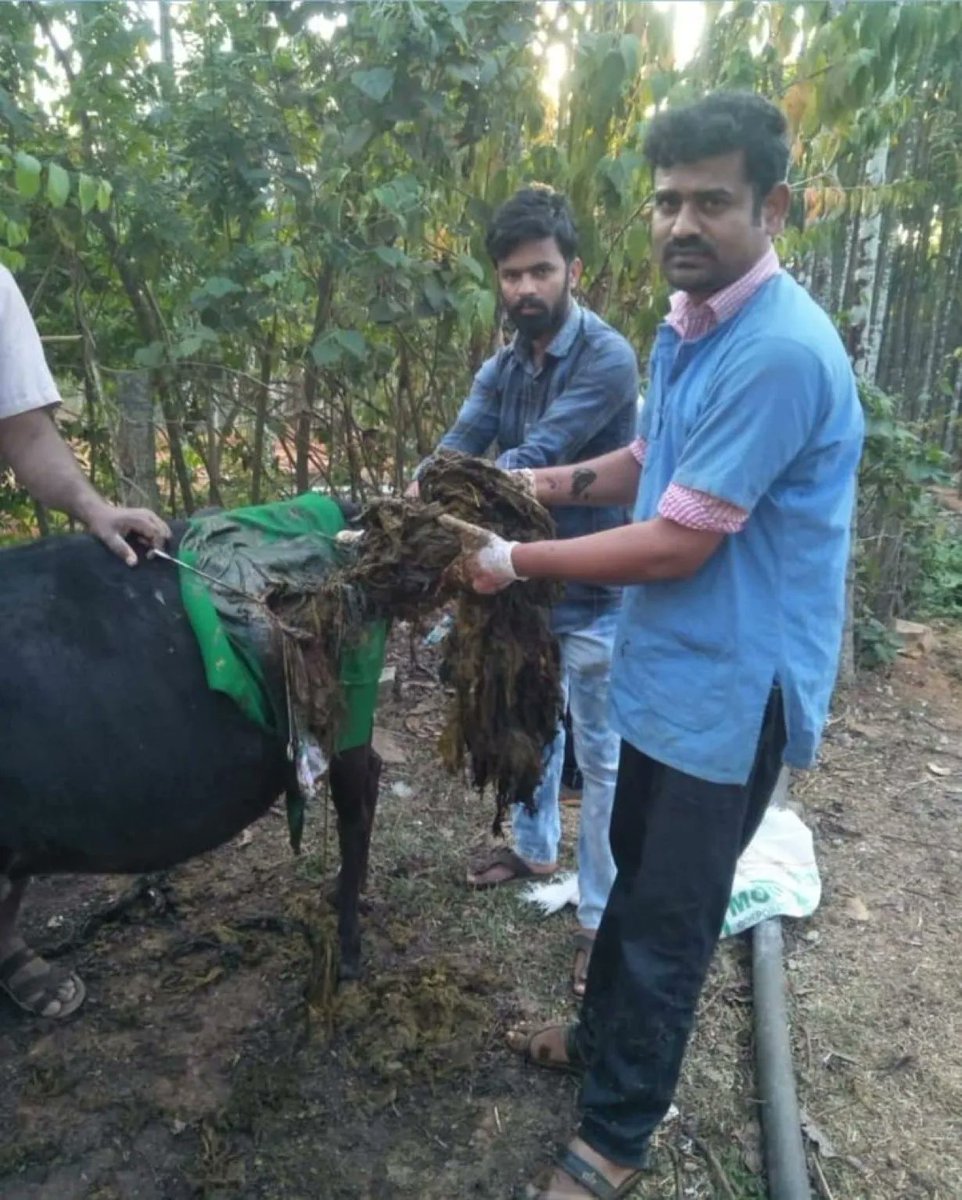 ErikSolheim's tweet photo. Recently Dr. Anand Bhadravati from Shivamogga, Karnataka India 🇮🇳 performed a 5 hours long surgery on a cow 🐄 to remove 40 kg of plastics from stomach. This is how the plastics usage is causing disaster to animals and our environment. 

Let’s beat plastic pollution! 😞 https://t.co/nHPuArPOtZ