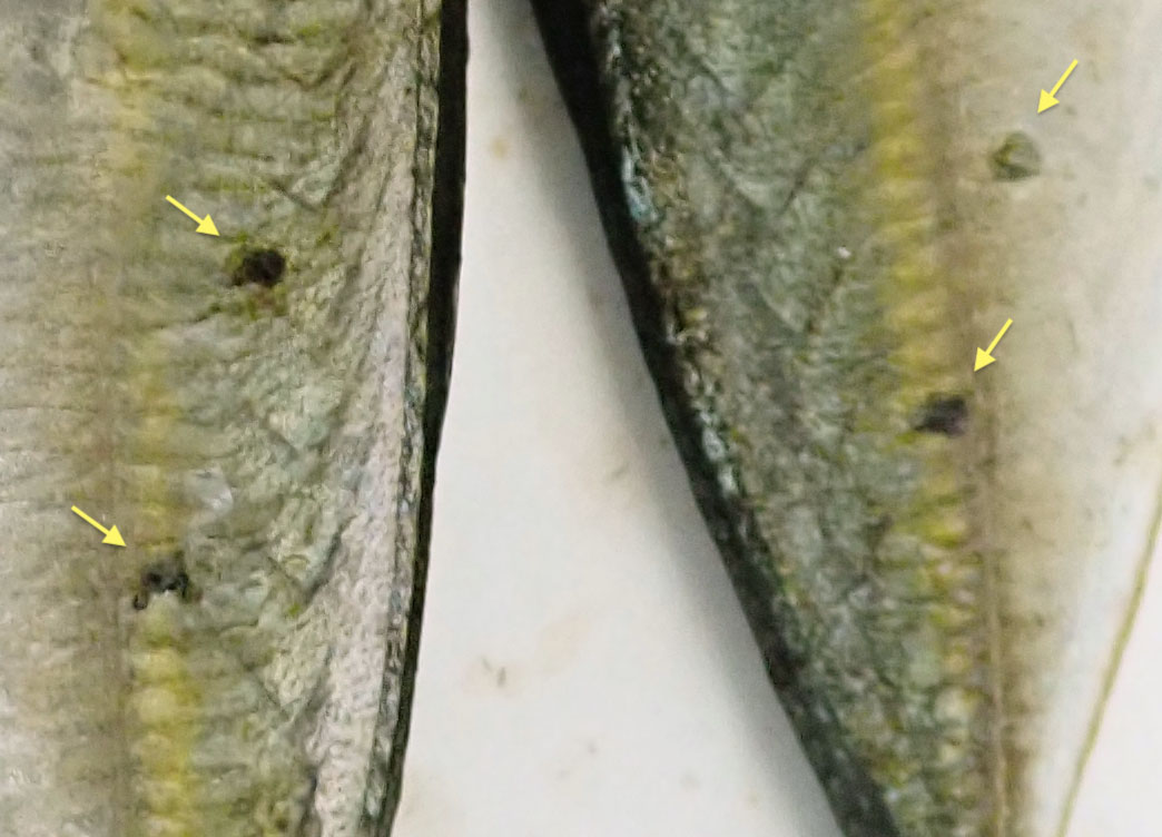 離島フィッシュイーター K2906us Twitter