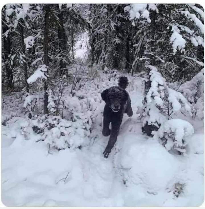 Do you see a man running in the woods with the backpack on or do you see a dog?🤔