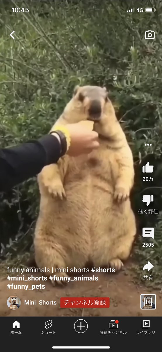 mituruab's tweet photo. funny animals | mini shorts #shorts #mini_shorts #funny_animals #funny_pets https://t.co/dJLlaqXlna @YouTubeより
無理矢理食わされる何か https://t.co/wIVstmSQiV