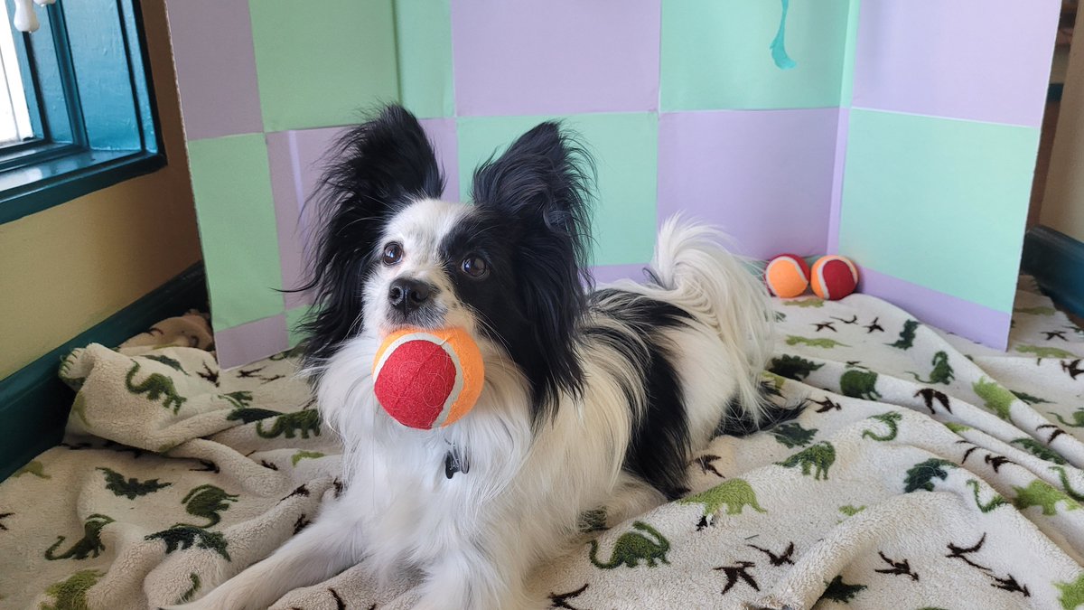 JackThePapillon's tweet photo. It's my first birthday! Thank you all, and here's to another year! 🎂 https://t.co/jePIB8xv5i