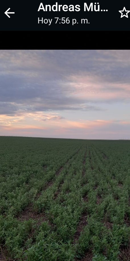 MartinKuchmanG's tweet photo. La reina #Alfalfa se enteró enseguida que le mojaron bien los pies😉💯. Sembrada en otoño 2021. Lluvias: nov2021: 67mm, Dic2021:40 mm y rico calor🌡️🌡️!!, Ene2022: 82 mm hasta hoy. #SantaBlanca #PaysandúUruguay #Tambo #AndreasMüller #PasturasPersistentes💪💯 lo mejor. https://t.co/72kQtUkWyA