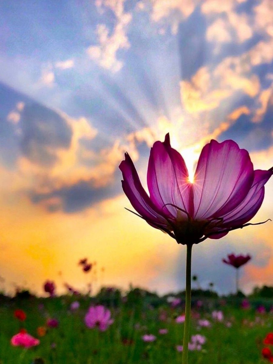 Good morning ☀️

#NaturePhotography 💛❤️
