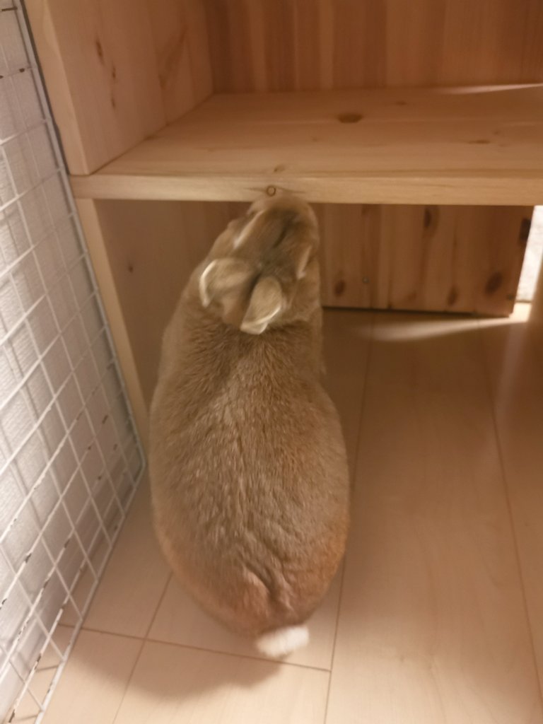 あごのせうさぎのおさむ Utasblog Twitter