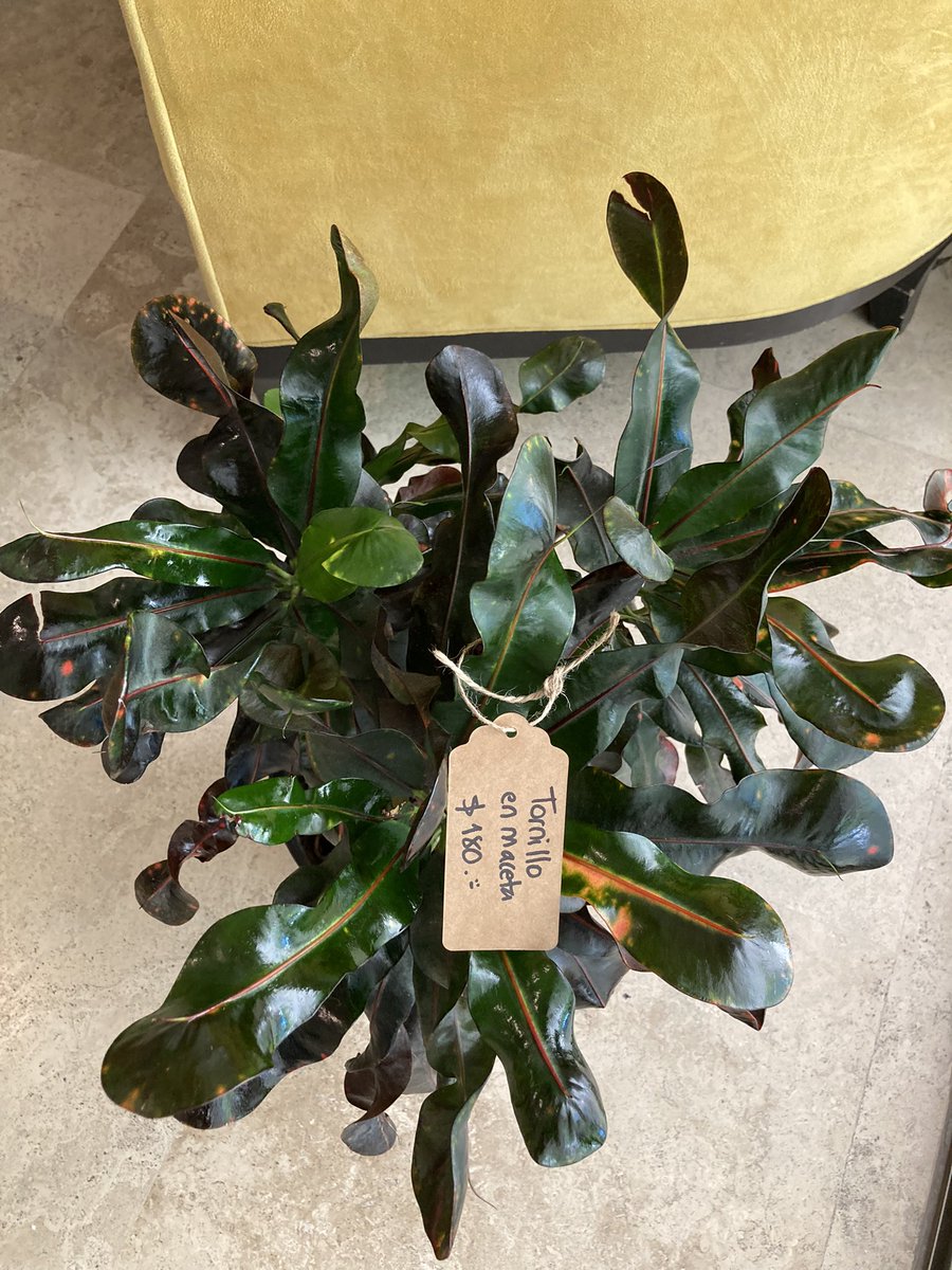 elmarcodice's tweet image. hoy compré plantas :-)