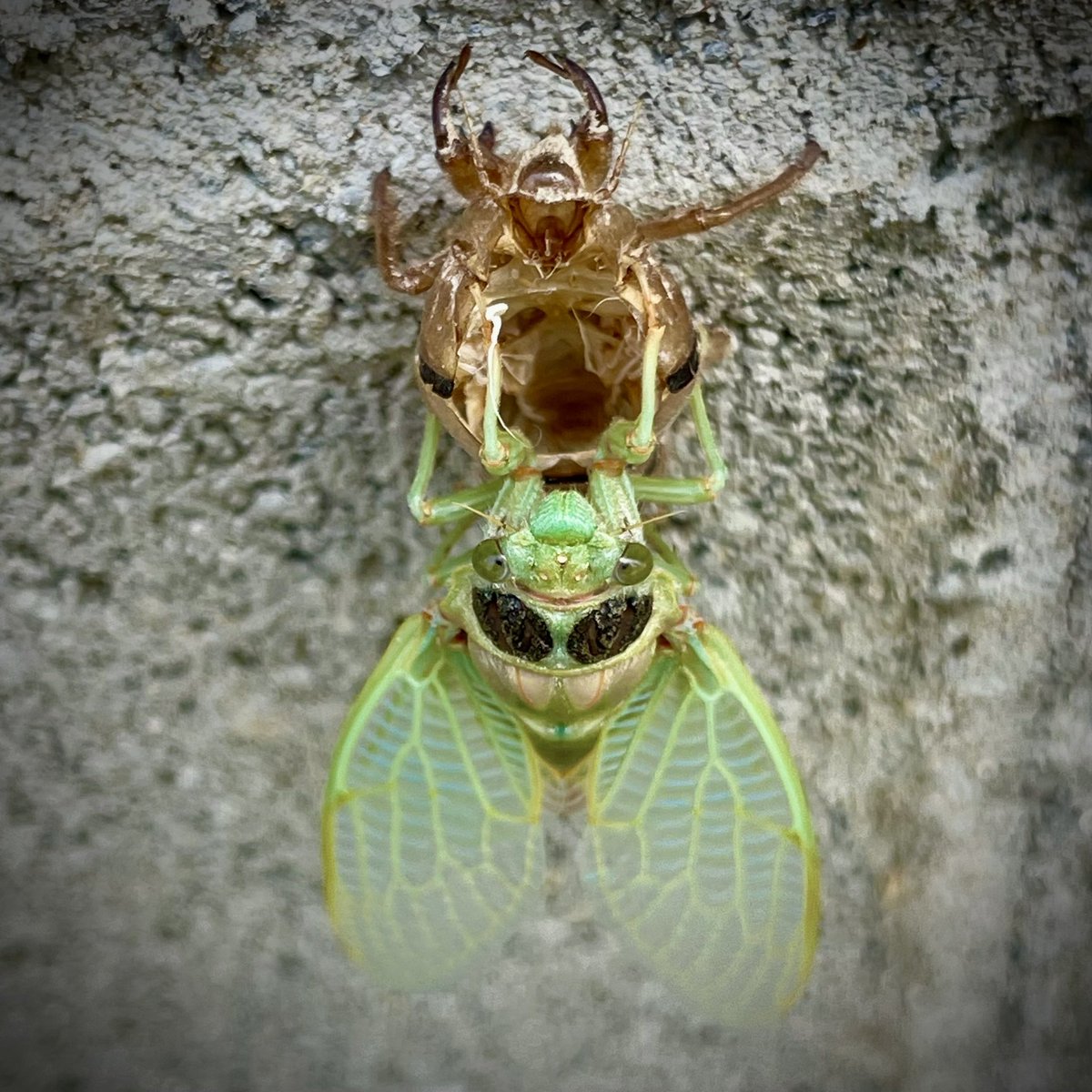 MThighFX's tweet photo. @PhotosByMoners Cicada. https://t.co/1E3tL5rIGf