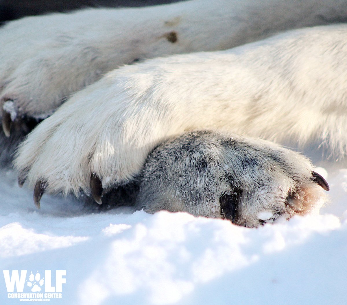 Show compassion and empathy for others 🐺