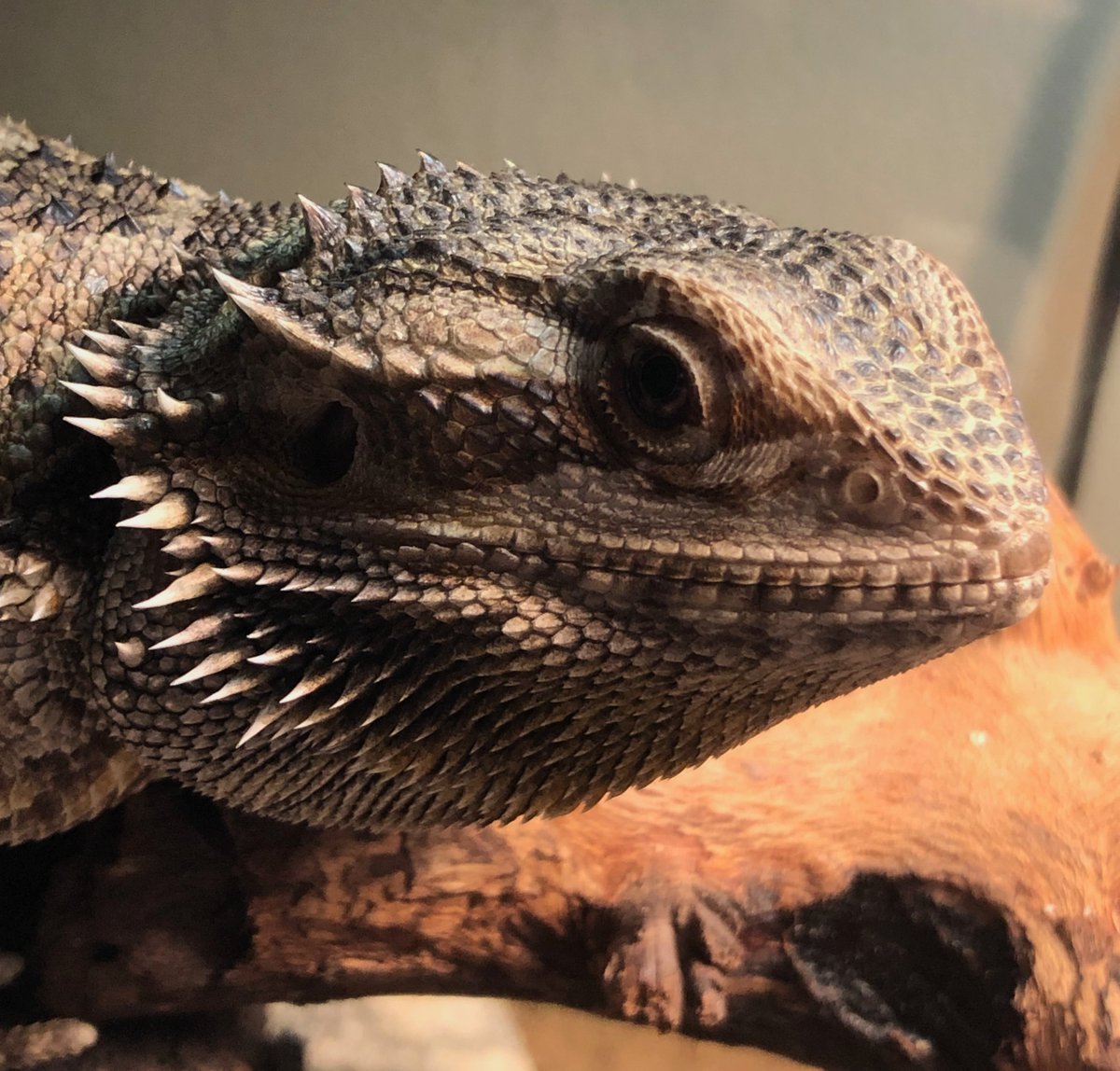Kinks in chromosomes cause sex in this crazy cute lizard; our new paper in PNAS:
pnas.org/content/119/4/…