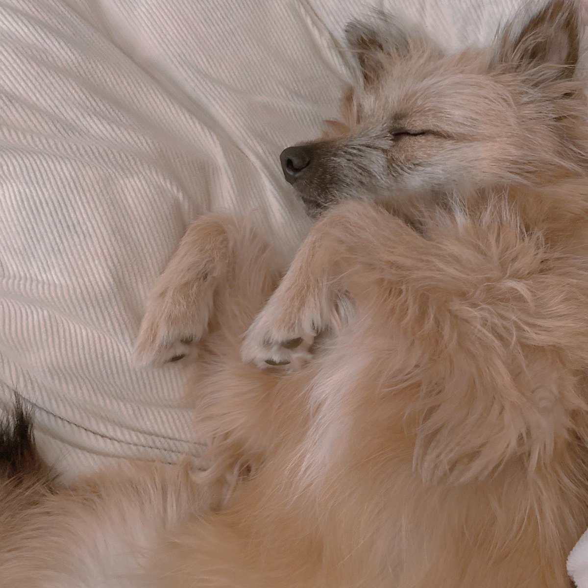 ごろごろ、ねむねむ