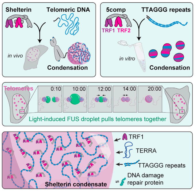 Check out the latest role for membraneless compartmentalization in the nucleus, telomere condensation! Out in Dev Cell today from @Brangwynnelab and <a href="/Yildiz_Lab/">Ahmet Yildiz</a> A thread: (1/6)
authors.elsevier.com/sd/article/S15…
<a href="/yoonj_k/">yoonji kim</a>
<a href="/AmandaJack27/">Amanda Jack</a>
<a href="/ferro_luke/">Luke Ferro</a>
<a href="/danielswlee/">Daniel SW Lee</a>
<a href="/berkeleyMCB/">UC Berkeley MCB</a>
<a href="/princetonideas/">Princeton University Research</a>