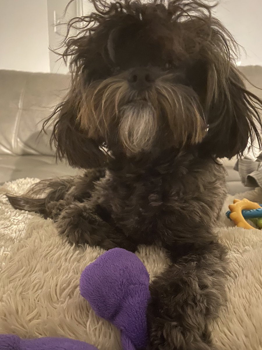 AmyPearlman1's tweet photo. Her response when I ask her, calmly, where the two TV remotes are hiding. In the meantime, Food Network on mute will be playing on my TV for the foreseeable future and there is no end in sight #puppies #whereistheremote https://t.co/0Ug4YoY2c9
