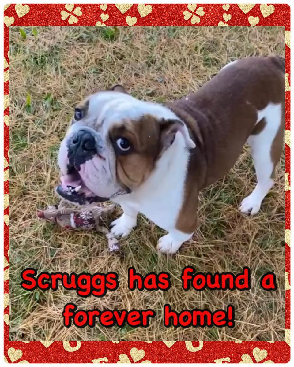 SCFA16's tweet image. This friendly guy is no longer residing at the Franklin Township Animal Shelter…he’s been adopted! #Adopted #AdoptDontShop #dogs #HAPPYDAY #RESCUE #DogsofTwittter
