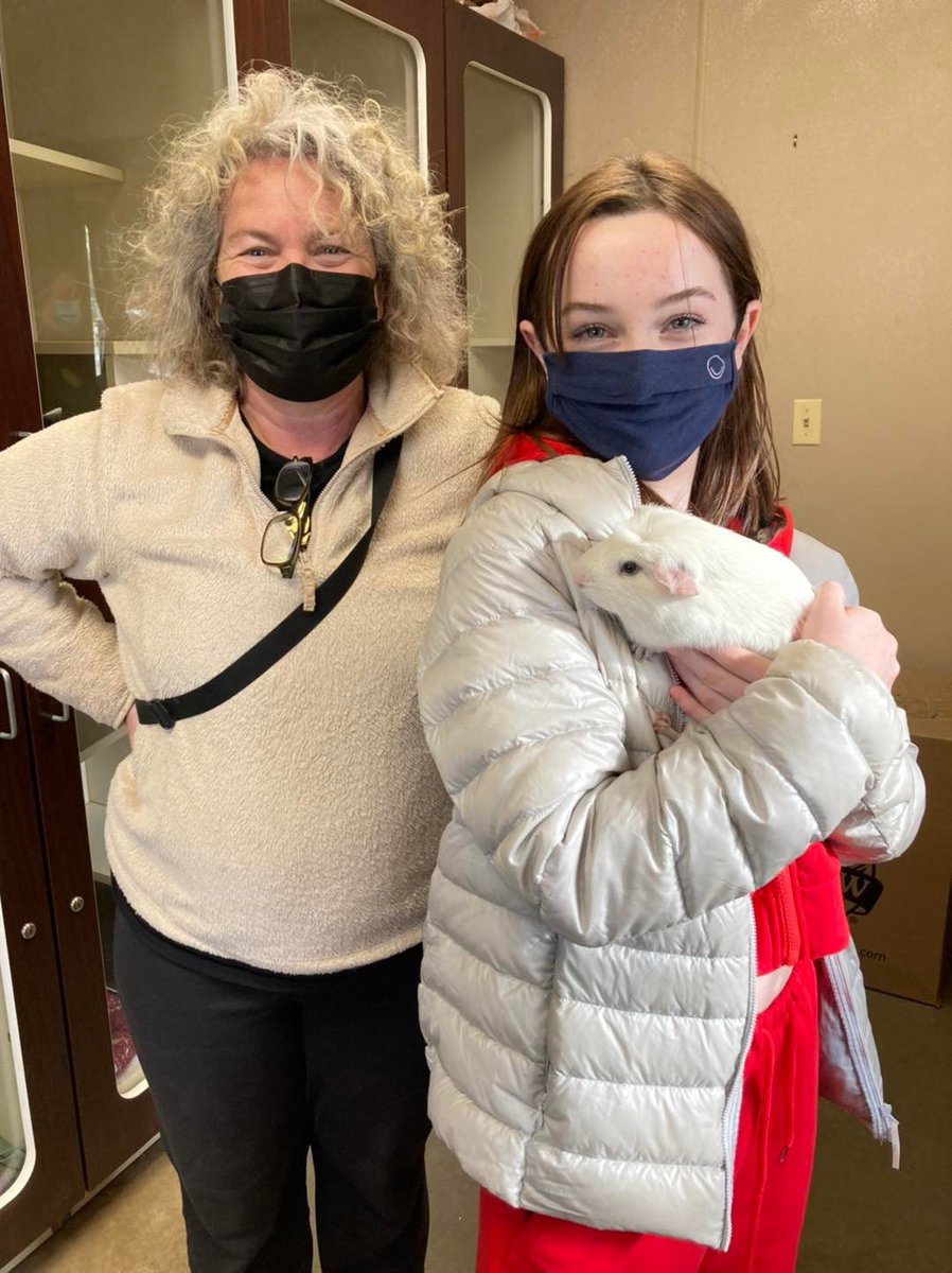 SCFA16's tweet image. ADOPTED‼️Adorable guinea pig Cotton has found a new family to love! We’re so happy for him!❤️ #cats #CatsofTwittter #AdoptDontShop #family #Pets #RESCUE