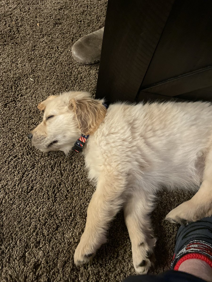 Hank_the_Golden's tweet photo. Humans flat wore me out yesterday.  Interrupted my sleep for “some” football game. https://t.co/NQb0anHFfF
