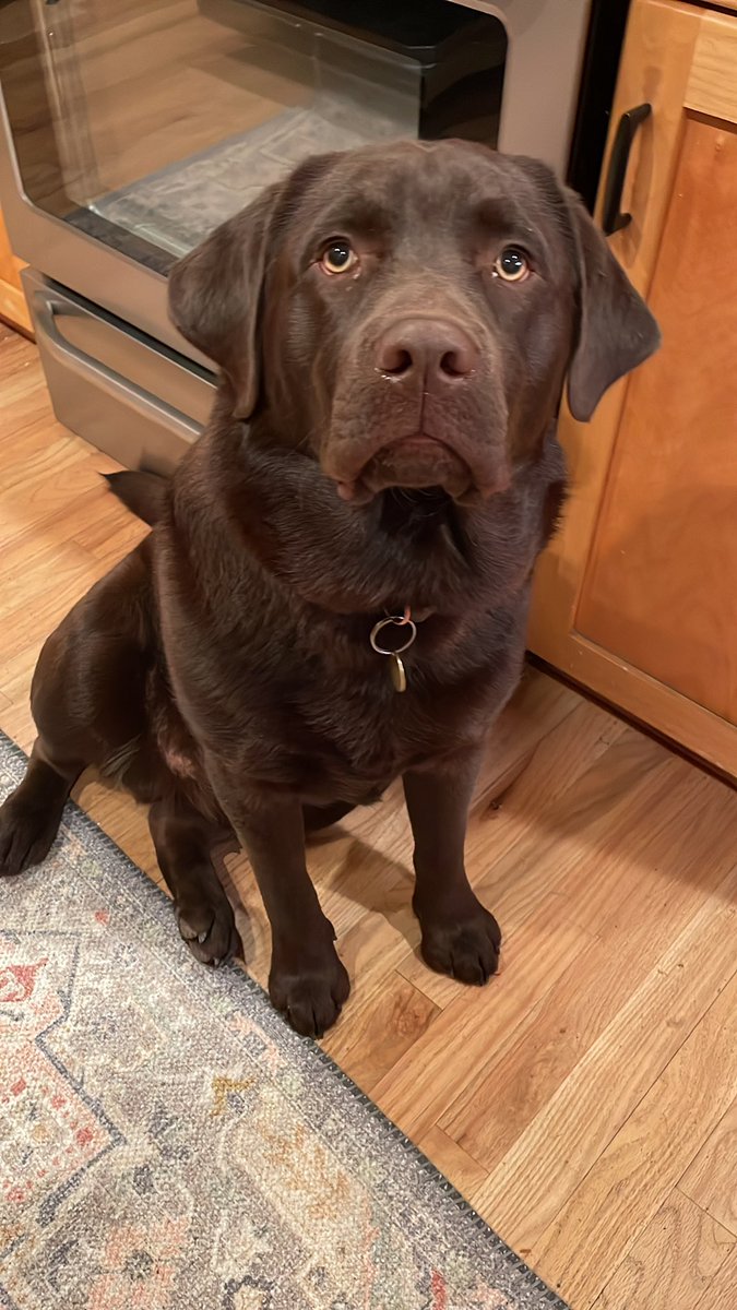 Hi I’m Galaxy, age 10 mo. Hobbies: growing to 80lb in under a year, plate licking while human loads dishes, demolishing stuffed toys, snoring like an old man but still barking like a squeaky puppy