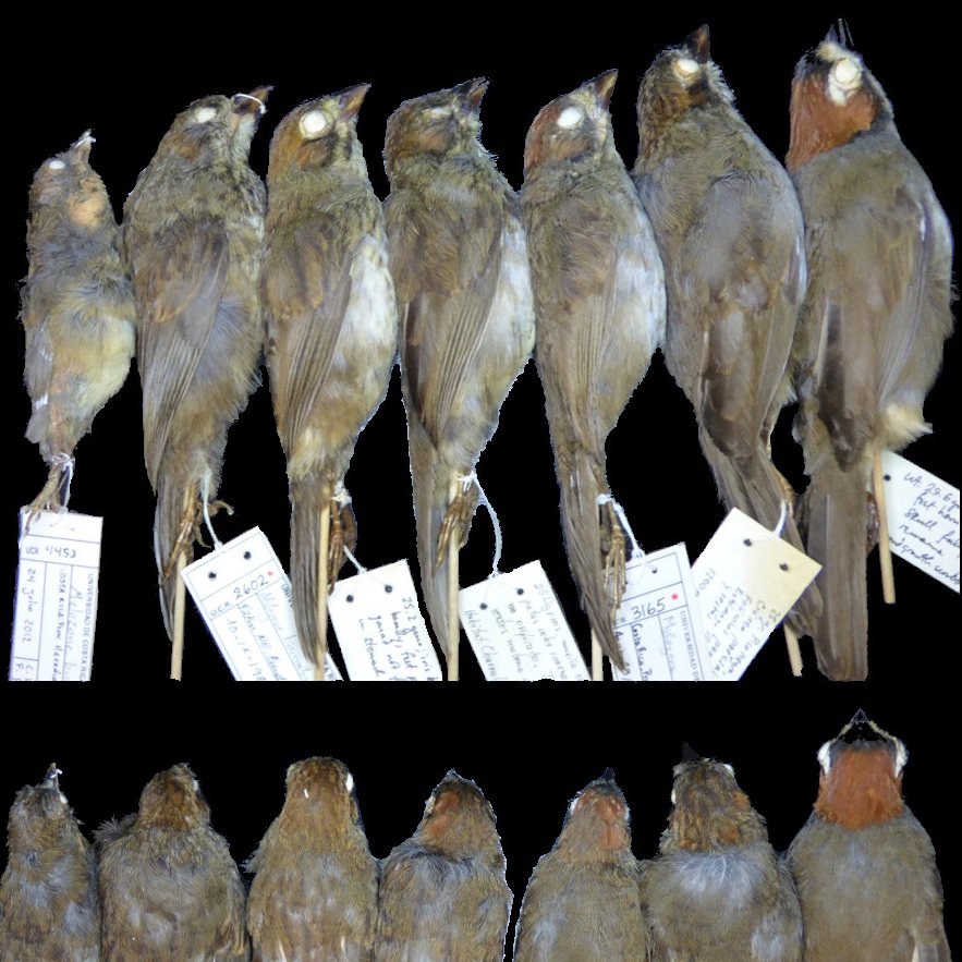 RoselvyJuarez's tweet photo. I'm very happy to share our recent publication about previously unknown life history aspects of Cabanis’s Ground Sparrow, a Costa Rican endemic. Our paper was featured on the cover of #OrnithologyResearch!! To read the article, please go to https://t.co/ZRjo2b2mjf https://t.co/Bh0G8nJF1X
