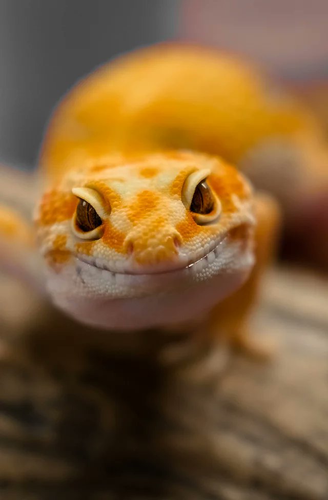 Reptile Posting (on break) tweet media