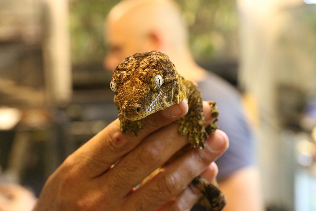 Reptile Posting (on break) tweet media