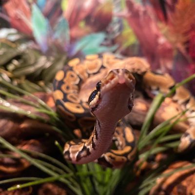 Reptile Posting (on break) tweet media