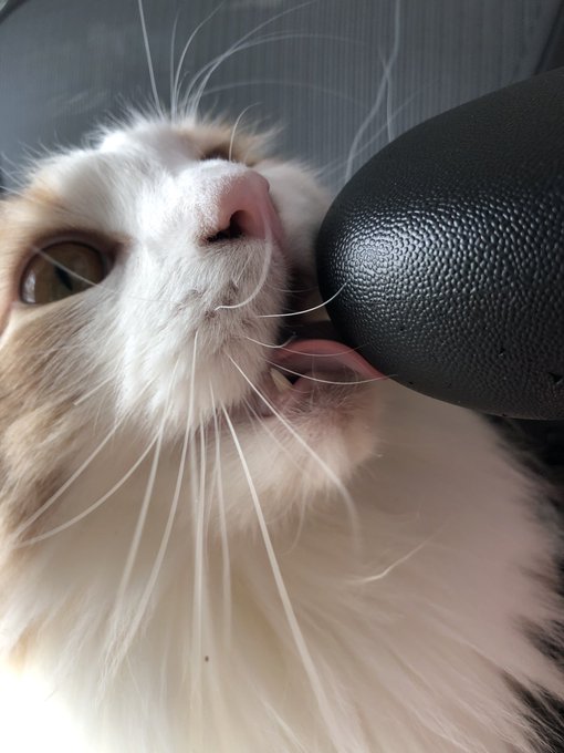 妖怪椅子舐め猫 