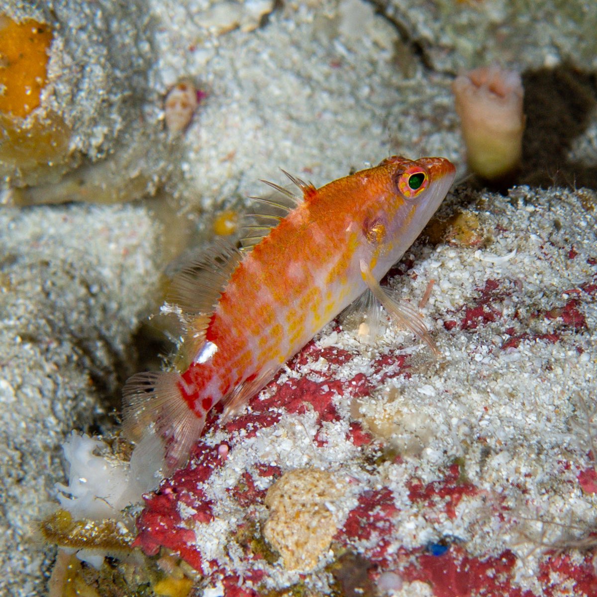 Another rare beauty from Maldives #mesophotic ecosystems, Plectranthias winniensis. This one is very cryptic, and this is the first good picture I take of it in situ at about 105m depth. #hopeforreefs #perpetualplanet