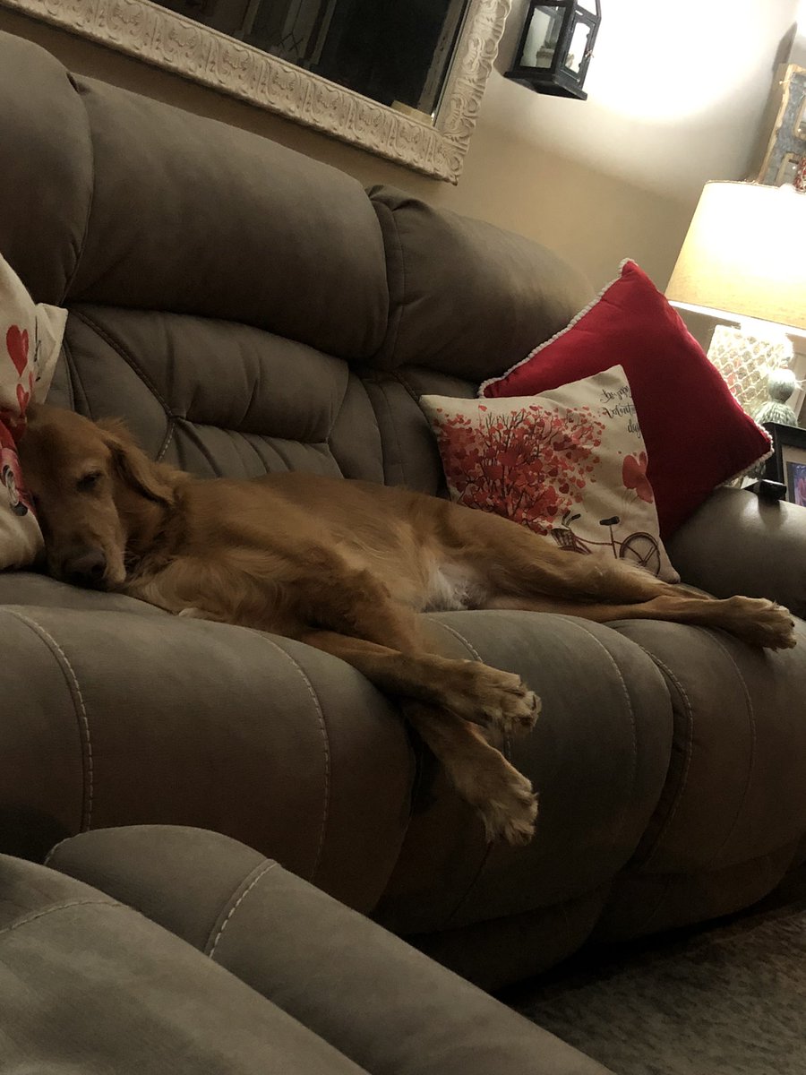 BeauRyley's tweet photo. Lazy Monday! @dog_rates @CuteGoldens @OldRowPups https://t.co/lZGvlkM6jC