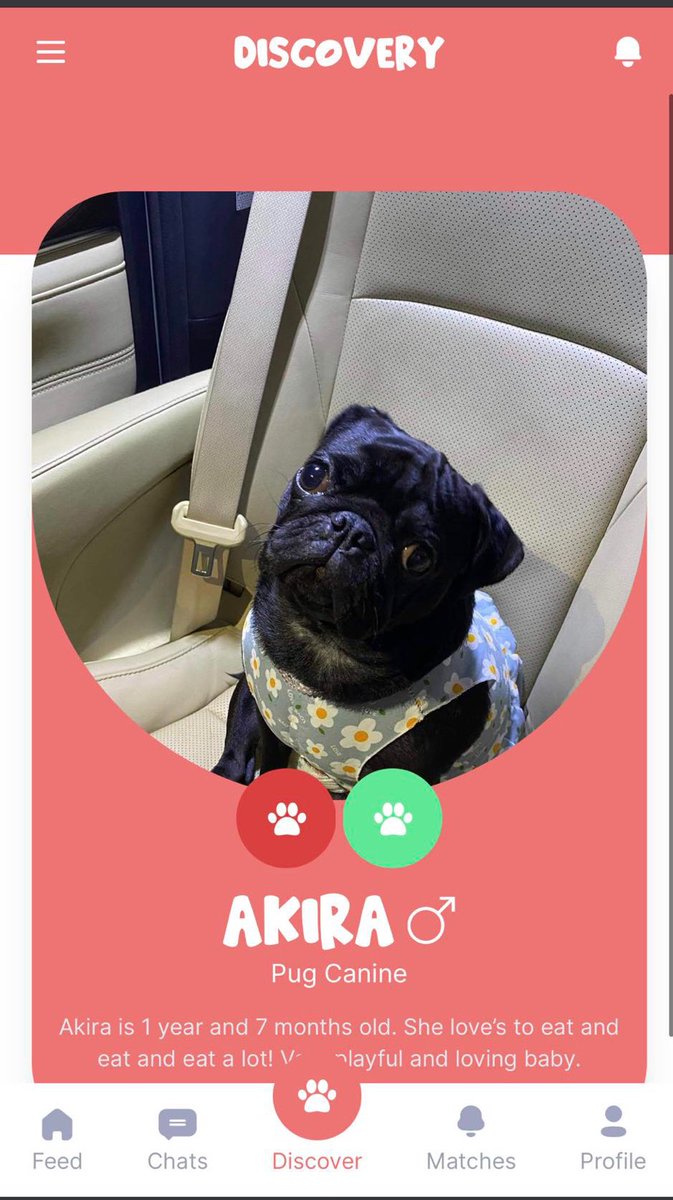 Petspaceph's tweet image. Hi everyone my name is akira ❤️
Sign up at 👇🏼
Petspaceph.com

#Pets #DogsofTwittter #SocialMedia #furbaby #animals #petlovers #petspaceph
