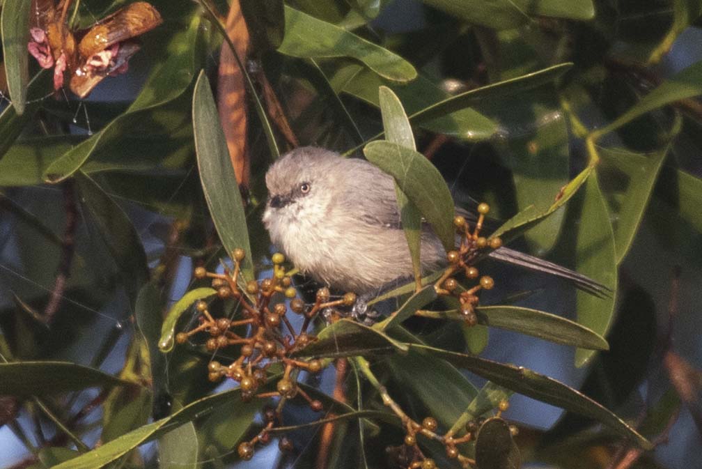 Yes! We will be teaching our Master Birding Course in 2022! This is a great class for advanced birders who wish to really hone their birding and environmental leadership skills. For more information, click here: calacademy.org/events/science… @calacademy @GGAudubon