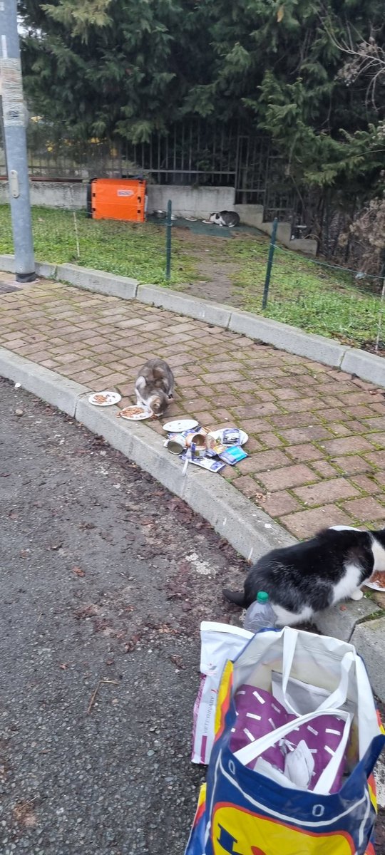 EStradini's tweet photo. Ciao a tutti   la casa che avevo pensato di adottare a casa rifugio per me e gli stradini ha un prezzo inarrivabile  
Non mi è possibile chiedere anticipo sulla liquidazione
Sono molto provata e sola
Chi puo darmi consigli
Alessandria https://t.co/Dps6ptG96A