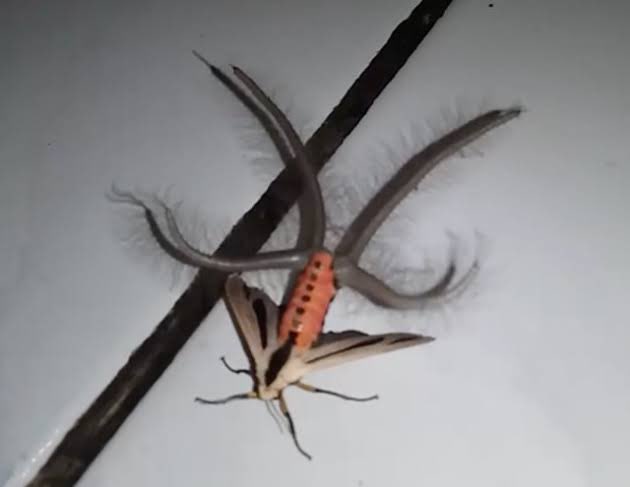 CropCirclesPod's tweet photo. I don’t think Mothman stands a chance against the Cthulhu Moth… just sayin’ https://t.co/wwVPD0tJb7