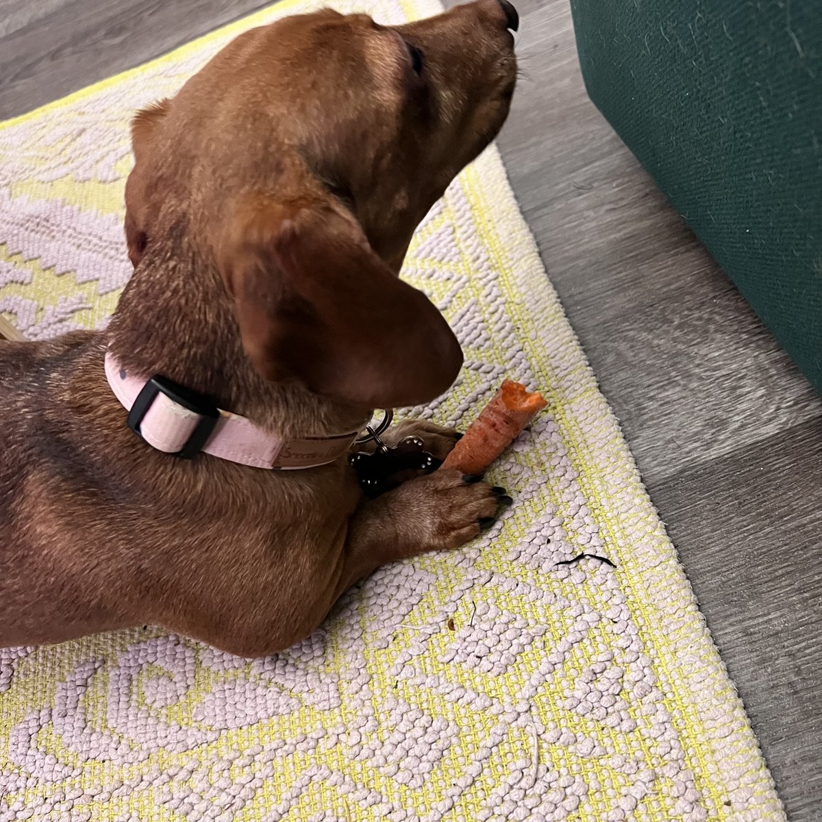 shemadeituk's tweet photo. Schnitzel takes her #health very seriously so she always has her #5aDay plus it helps that carrots are her favourite #treat 😂🐾 #sausagedog #instadog #dachshund #doxie #daxie #sausagedogsofinstagram #dogstagram https://t.co/w9jzAQWMFd