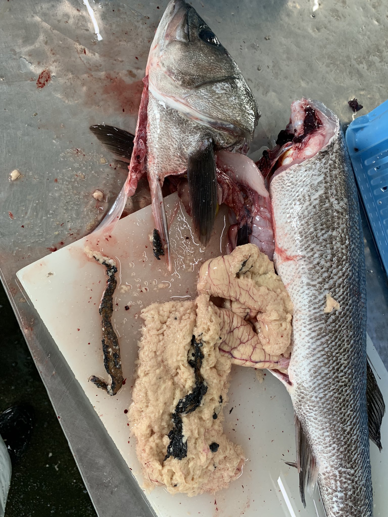 お水が欲しいアスパラ 閲覧注意 なにこれー スズキの卵から出てきた 初めて見たけど この物体の芯はなんだか金属質 寄生虫 T Co Advkjo1gda Twitter お水が欲しいアスパラ 閲覧注意 なにこれー スズキの卵から出てきた 初めて見たけど この物体の芯はなんだか金属質 寄生虫 T Co Advkjo1gda Twitter