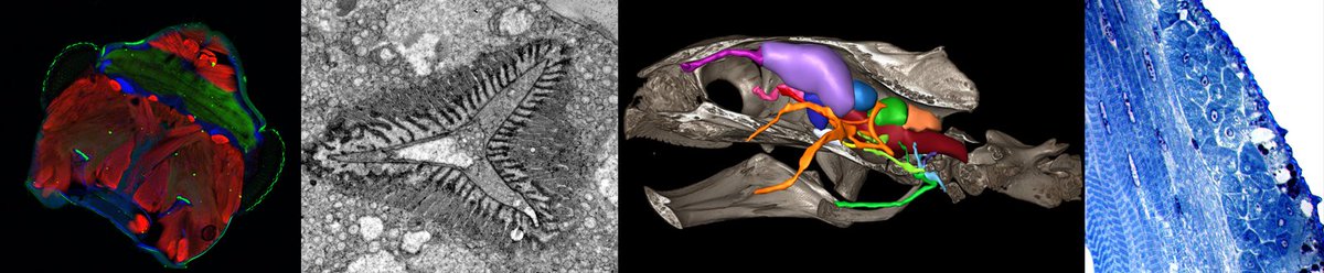 Deadline extension: Registration for the "3rd Young Researcher Meeting Morphology" is still possible till 28.01.2022 - with or without contribution!#YRMM2022 More Infos here: uni-goettingen.de/de/yrmm+2022++…