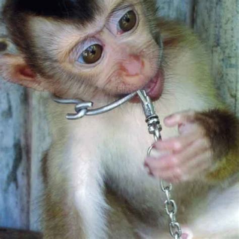 Inyectar sustancias tóxicas en los ojos a 54 macacos durante 5 años. Es “sólo” otro de los muchos proyectos q se realizan en España.
La experimentación animal es una práctica legalizada y cotidiana q no produce avances científicos, sólo terror y muerte.
#NoEsCiencia #StopCamarles