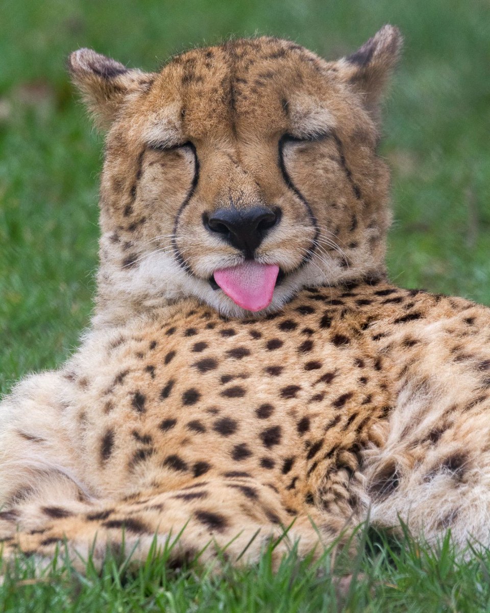 banhamzoo's tweet photo. Happy #TongueOutTuesday 👅

#Bigcat tongues are covered in spines called papillae, giving them that sandpapery texture like being licked by a housecat. However, #bigcats have larger #tongues to help them strip fur, feathers and meat from prey.

#cheetah #animals #animalfacts #til https://t.co/yYagfE1xwo
