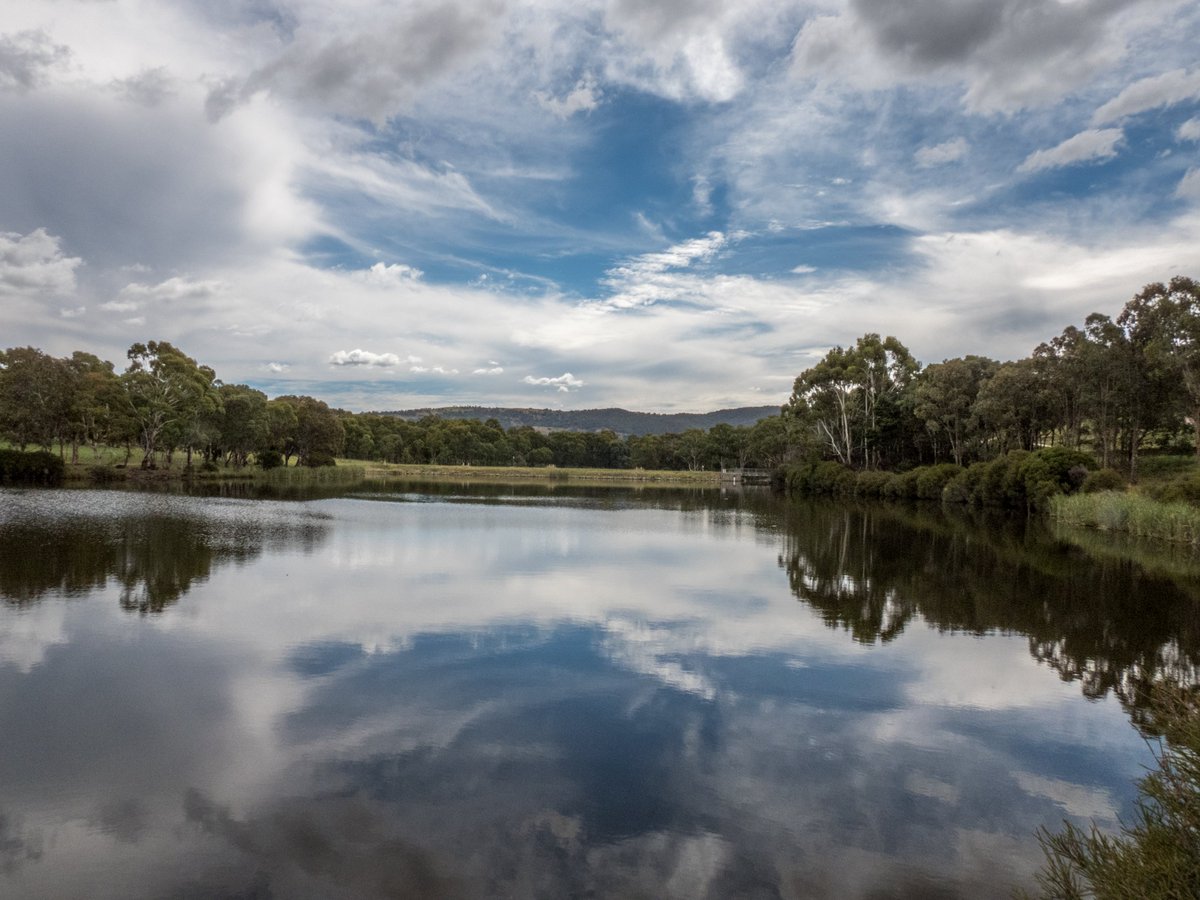 c_mperman's tweet photo. A few photos from a very pleasant #CanberraWalks yesterday at Stranger Pond. Purp;e Gallinule Chick, cloudscape reflected, path around the pond, and an Australasian Darter. @wapple15 @CraigAllenCBR @KMRiethmiller @GbhvfRon https://t.co/NqWbuhdv36