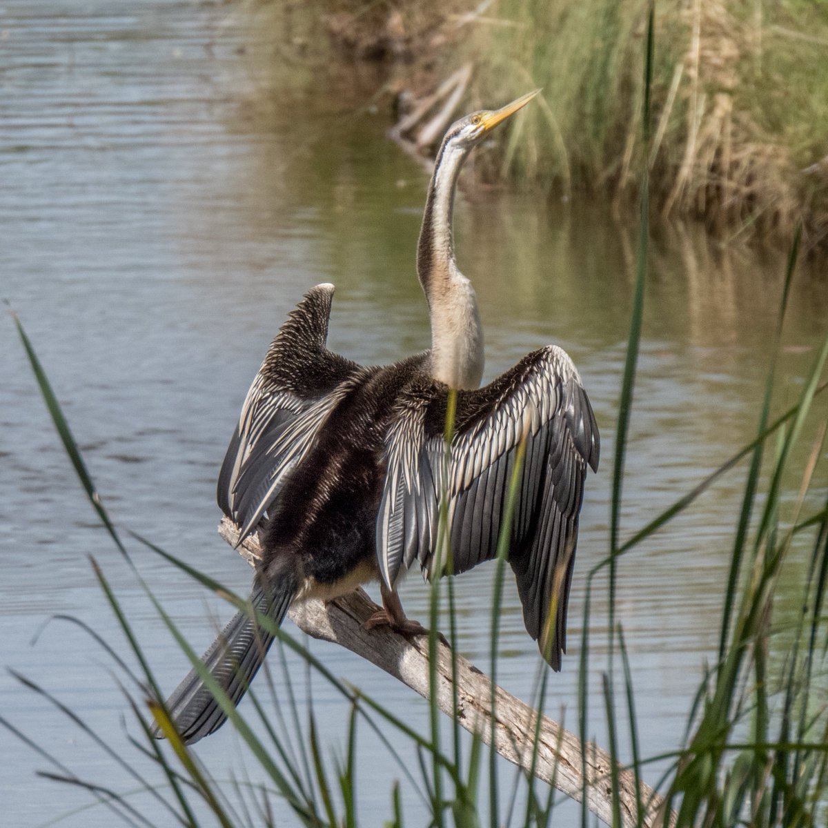 c_mperman's tweet photo. A few photos from a very pleasant #CanberraWalks yesterday at Stranger Pond. Purp;e Gallinule Chick, cloudscape reflected, path around the pond, and an Australasian Darter. @wapple15 @CraigAllenCBR @KMRiethmiller @GbhvfRon https://t.co/NqWbuhdv36