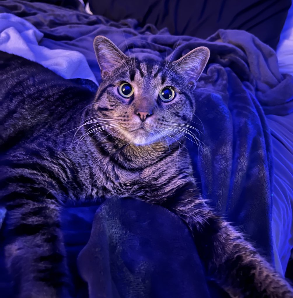 here are some photos of my cat. enjoy.