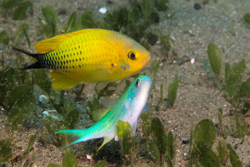 Pacificklaus's tweet image. Chromis viridis, in mating mode. The male (on top) changes color for the occasion. #fish #FishBehavior #AnimalBheavior #underwaterphoto #Dauin #Philippines