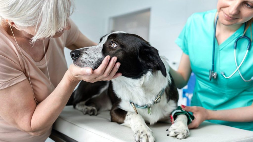 Что такое эвтаназия?

Продолжаем цикл статей, посвященных вопросам обращения с животными, и сегодня расскажем, что такое эвтаназия.
vk.com/club192849194?…
#домашниеживотные #кошки #собаки #животныевопросответ #гуманноеобращениесживотными