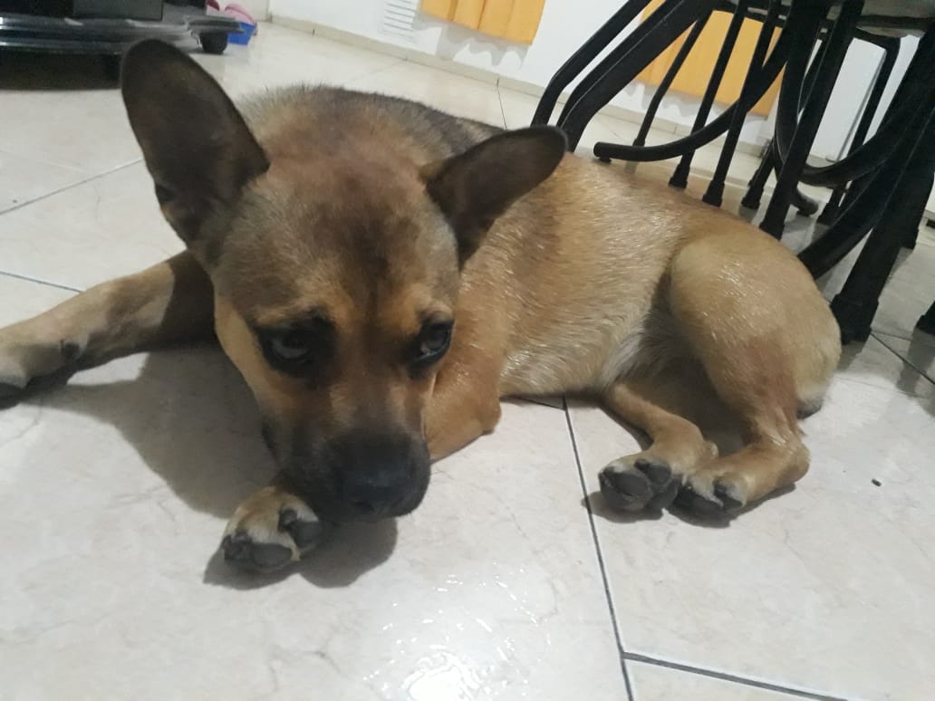 🐶 MURCIA EN ADOPCIÓN 🐶
🐾 1 añito
🐾 será tamaño chico
🐾 adaptada a vivir en dpto
🐾 amorosa y hermosa
Si Querés que sea tu compañera, escribinos 🥰 2336492447/3584497367
<a href="/VivireNuevaCba/">VivirenNuevaCórdoba®</a> <a href="/yo_nva/">YoVendoNvaCba</a> @en_guemes <a href="/adopcionescba/">Adopciones Córdoba</a>