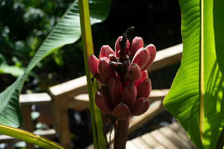 FoodandNutriti9's tweet photo. Enset banana could feed millions...
A new study suggests that enset, a relative of the common banana native to Ethiopia, has the potential to feed millions of people.
#Food_Technology
#Innovation_in_Food_Processing
Learn more @foodsummit2022
Contact: +32466901895. https://t.co/r1RELE0sAM