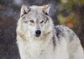 StrausTheHappi's tweet photo. What species of non-human do you guys simp for the most? I personally really like wolves >///<
#zoosexual #zoopositivity #zoopride #LGBT #zoofurry #zoofur https://t.co/epIaZhUGk0