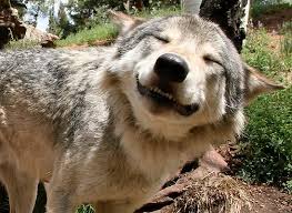 StrausTheHappi's tweet photo. What species of non-human do you guys simp for the most? I personally really like wolves >///<
#zoosexual #zoopositivity #zoopride #LGBT #zoofurry #zoofur https://t.co/epIaZhUGk0