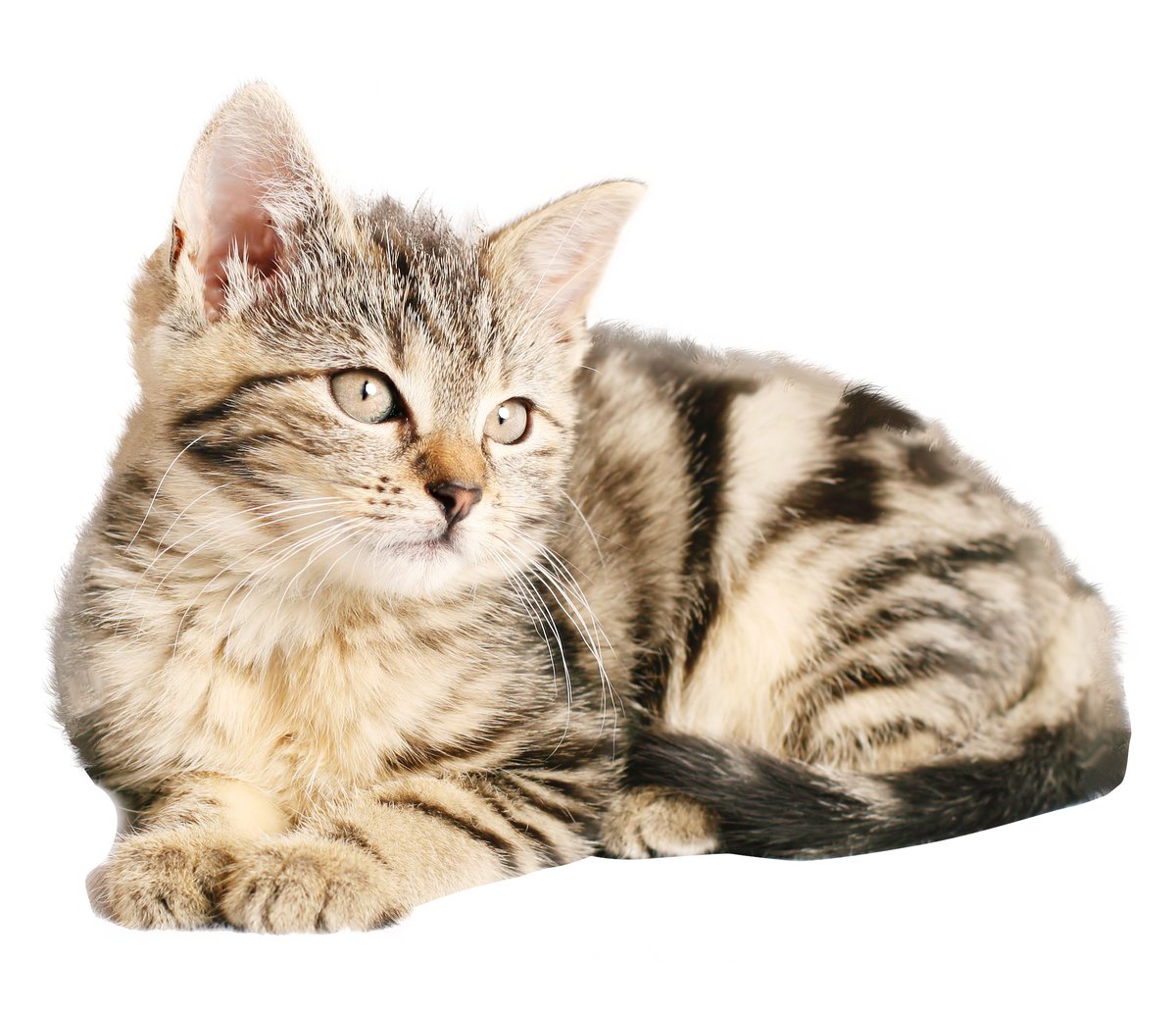 ServerlessC's tweet photo. Enjoy this cat picture! By @mavi888uy playing with #NoServerNovember https://t.co/aGdzkKH1TQ